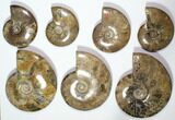 Lot: - Polished Whole Ammonite Fossils - Pieces #116637-1